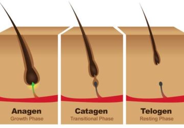 Les différentes phases de croissance des poils